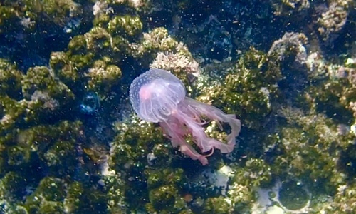 photo of Purple-striped Jellies (Pelagia)