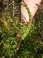 Blechnum minus