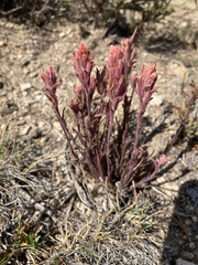 Castilleja praeterita