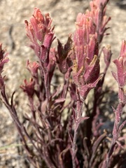 Castilleja praeterita