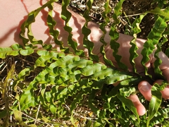 Blechnum minus