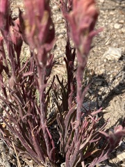Castilleja praeterita