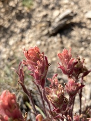 Castilleja praeterita