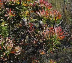 Protea longifolia