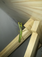 Stagmatoptera