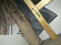 Stagmatoptera