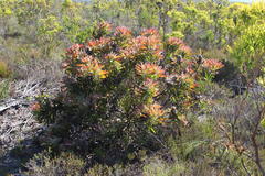 Protea longifolia