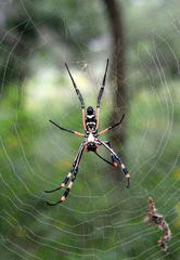 Trichonephila senegalensis annulata