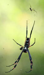 Trichonephila senegalensis annulata