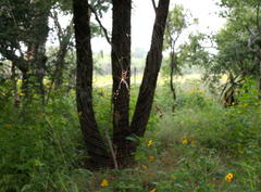 Trichonephila senegalensis annulata
