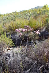 Serruria phylicoides