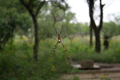 Trichonephila senegalensis annulata