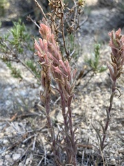 Castilleja praeterita