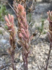 Castilleja praeterita