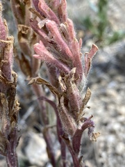 Castilleja praeterita
