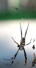 Trichonephila senegalensis annulata