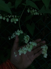 Antigonon flavescens