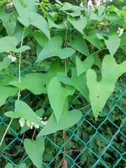 Antigonon flavescens