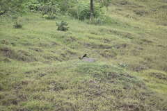 Dicrurus macrocercus