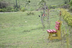 Dicrurus macrocercus