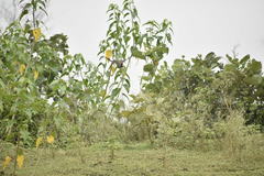 Acridotheres tristis