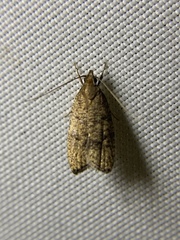 Psilocorsis quercicella