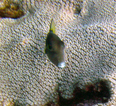 Canthigaster rostrata