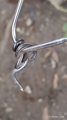 Epictia ater