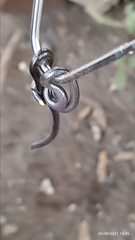 Epictia ater
