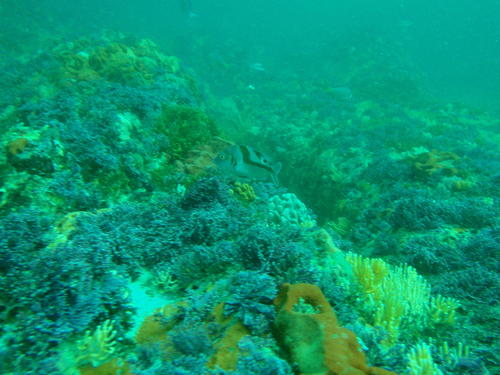 Chrysoblephus cristiceps
