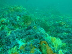 Chrysoblephus cristiceps