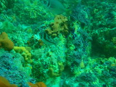 Chrysoblephus cristiceps