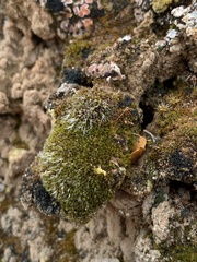 Didymodon nevadensis