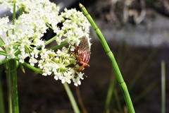 Hammerschmidtia rufa