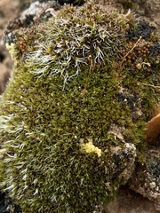 Didymodon nevadensis