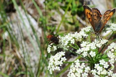 Hammerschmidtia rufa