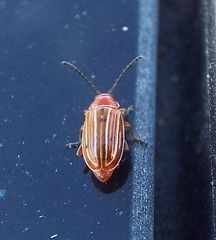 Disonycha conjugata