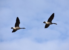 Branta canadensis parvipes