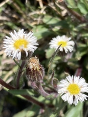 Erigeron lonchophyllus