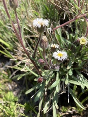 Erigeron lonchophyllus