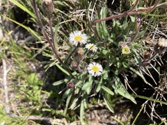 Erigeron lonchophyllus