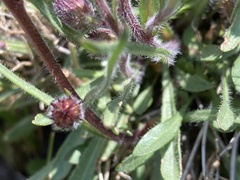 Erigeron lonchophyllus