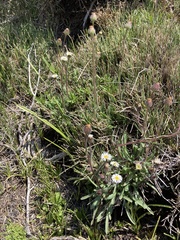 Erigeron lonchophyllus