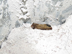 Magusa