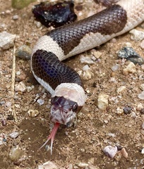 Phyllorhynchus browni