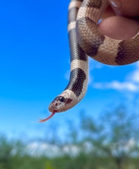 Phyllorhynchus browni