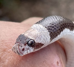 Phyllorhynchus browni