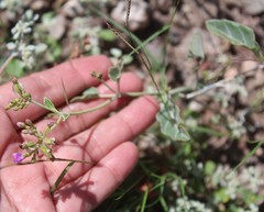 Acleisanthes
