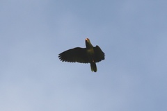 Amazona viridigenalis