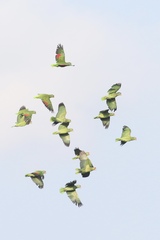 Amazona viridigenalis